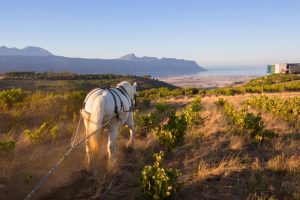 Waterkloof Estate with horse and view LR2