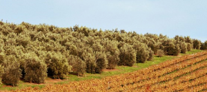 tokara extra virgin olive oils wine estate helshoogte pass 