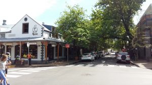 Lined with leafy oak trees, Stellenbosch streets in springtime
