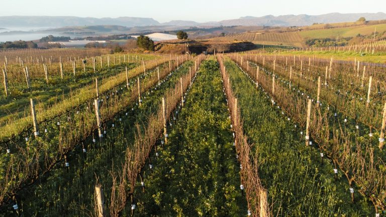 Organic Wines South Africa | Pioneering Sustainability and Health in Local Winemaking