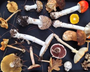 foraged fungi delheim sonia cabano blog eatdrinkcapetown