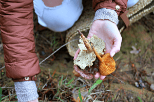 picking mushrooms delheim 2018 sonia cabano blog eatdrinkcapetown