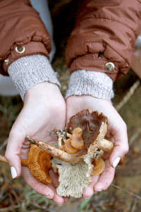 mixed fungi delheim forage 2018 sonia cabano blog eatdrinkcapetown