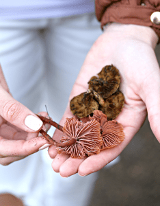 palm delheim mushroom forage sonia cabano blog eatdrinkcapetown