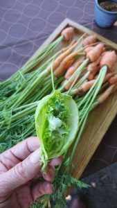 lettuce cups avondale sonia cabano blog eatdrinkcapetown